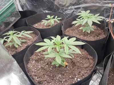 Comment by Jackomo photo #3