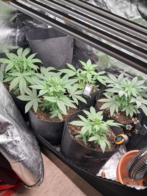 Zündung. Week 3 - Wachsen und Gedeihen  .. 