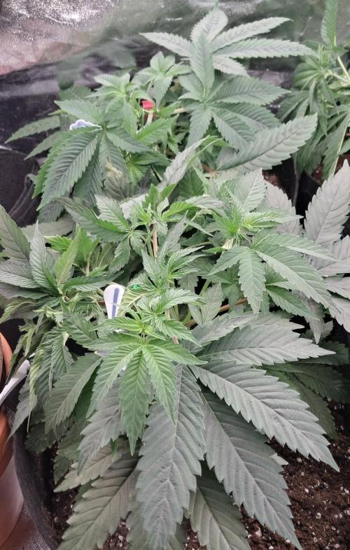 Zündung. Week 6 - Habe versucht die runter zubiegen hat aber nicht funktionirt