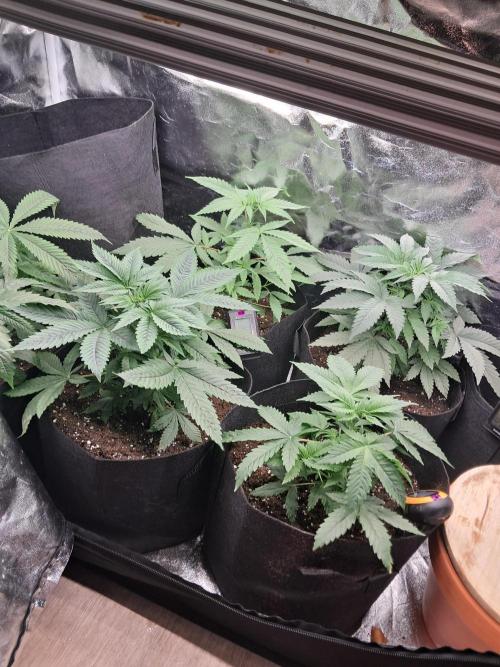 Zündung. Week 6 - Das ist nur das vorviel im Zelt ab Mai möchte ich Sie in den Garten Pfanzen