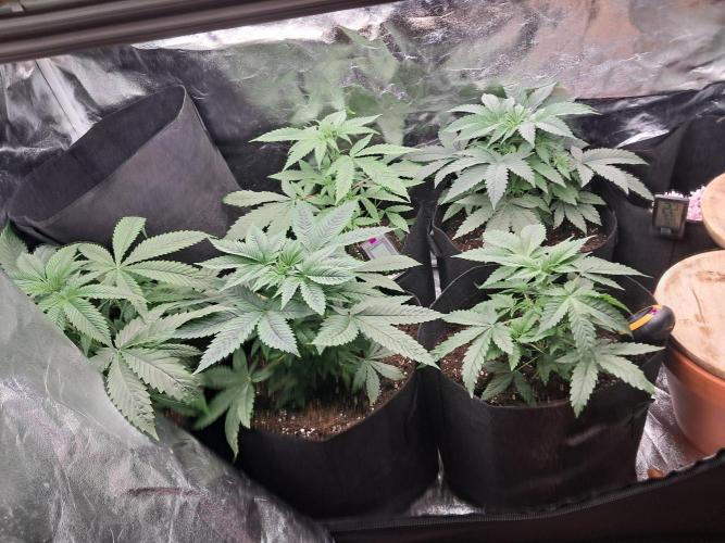 Zündung. Week 6 - Schön Zwischen die Tomaten .
Wie letztes Jahr mit den Norther Lights.....