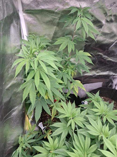 Zündung. Week 8 - Nun ist es soweit ich schicke die in die Blüte