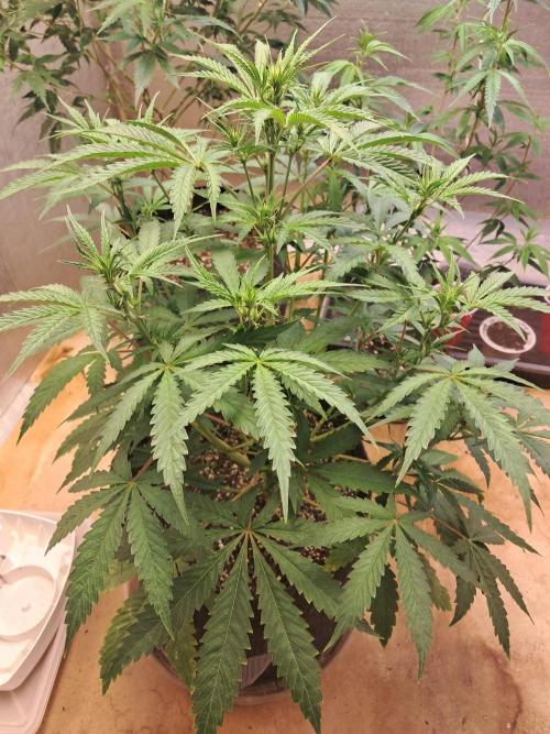 Ethos auto. Week 5 - Took off the middle fan leafs from nodes 4-6 to make room for the other branchs