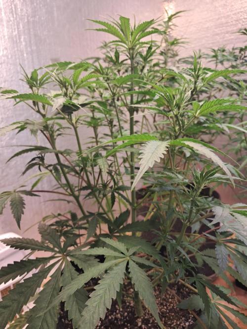 Ethos auto. Week 5 - Canopy starting to even up pre flowers showing accross plant