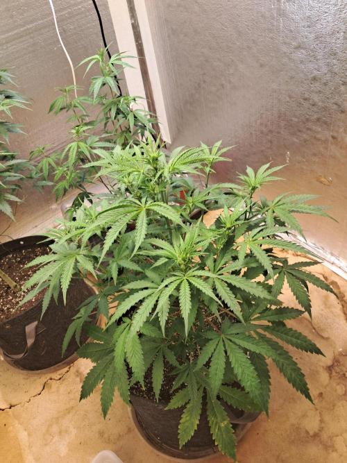 Ethos auto. Week 5 - Deciding on removing or waiting for the plant to self cannibalise early fanleafs