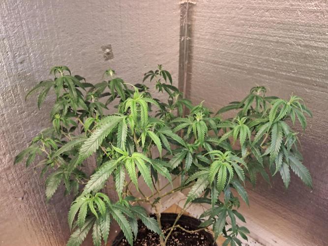 Ethos auto. Week 5 - Before fixing the lighting timers and showing you the droopy leaves. 