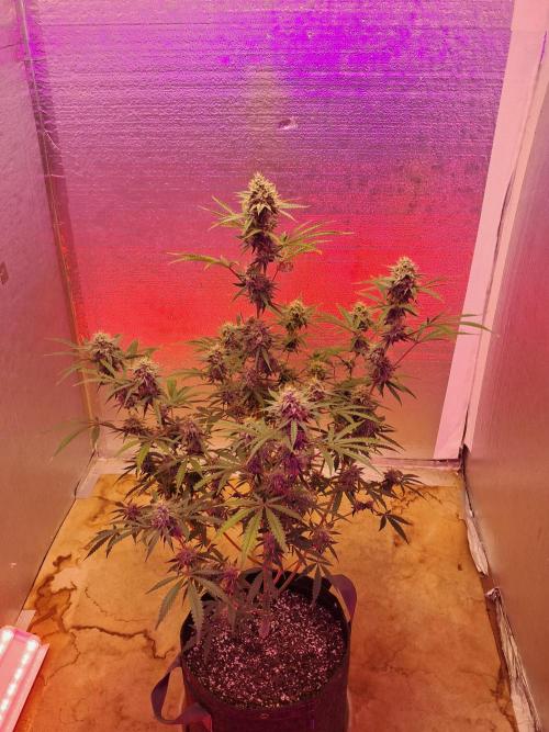 Ethos auto. Week 10 - Hows that for a sunset boys