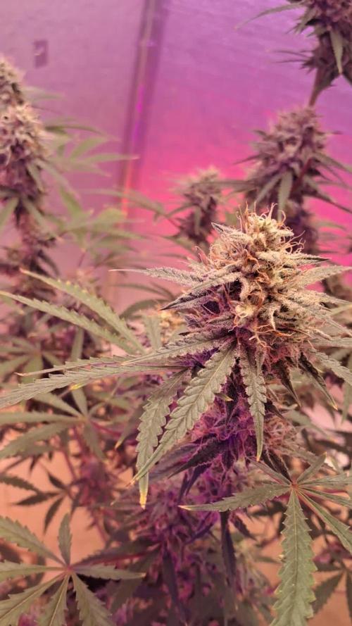 Ethos auto