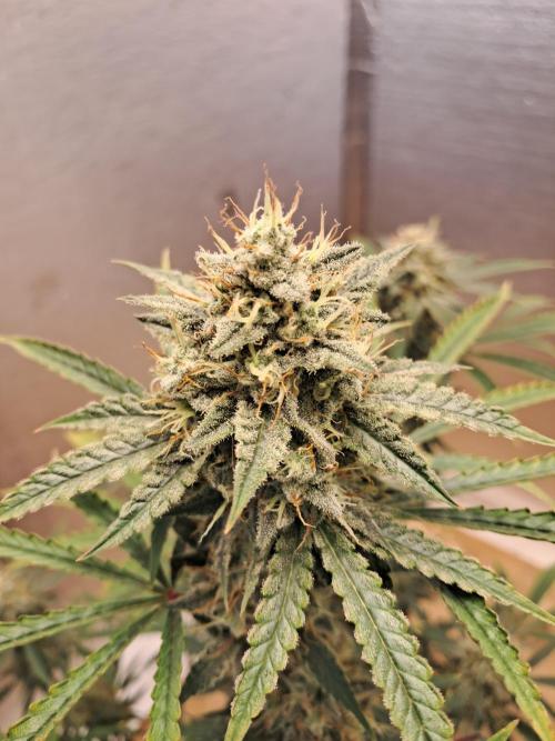 Ethos auto. Week 10 - Shes starting to out on some chunks.  And that skunky diesel funk is starting 