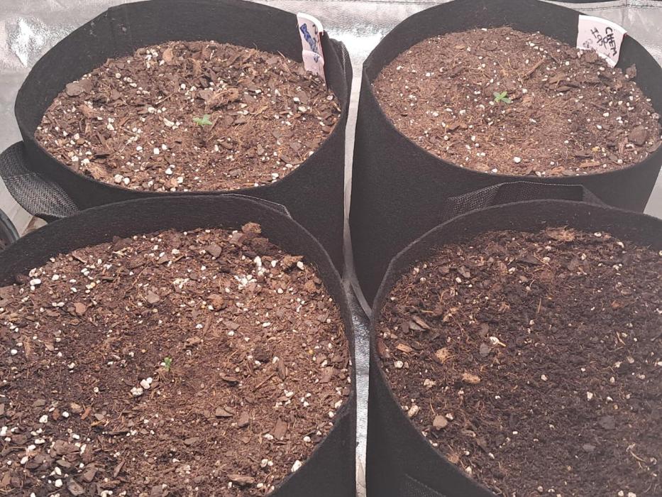 Ethos autoflower spring 26'. Week 0