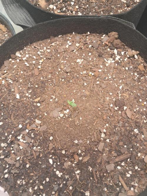 Ethos autoflower spring 26'. Week 1