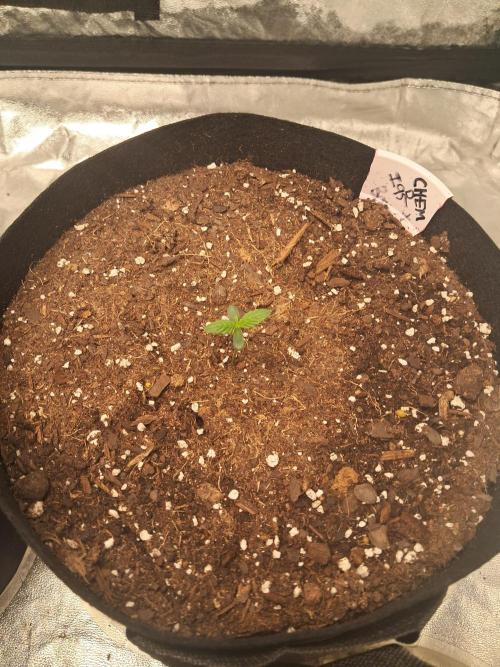 Ethos autoflower spring 26'. Week 1