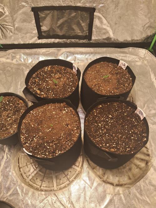 Ethos autoflower spring 26'. Week 1