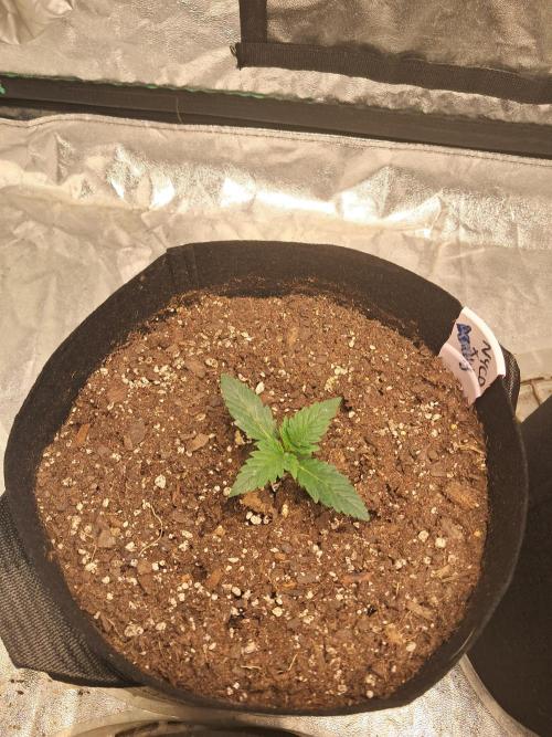 Ethos autoflower spring 26'. Week 2