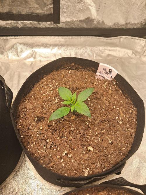 Ethos autoflower spring 26'. Week 2