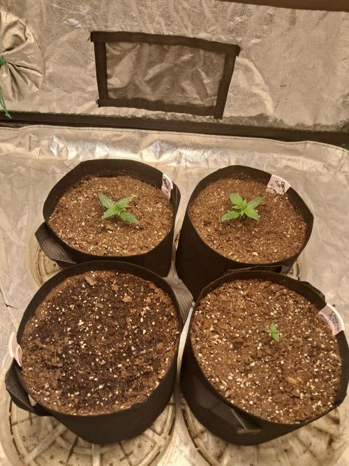 Ethos autoflower spring 26'. Week 2