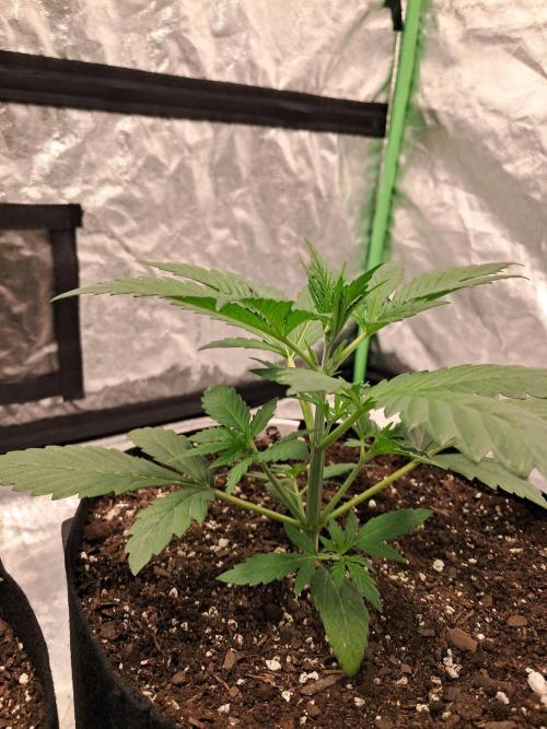 Ethos autoflower spring 26'. Week 3
