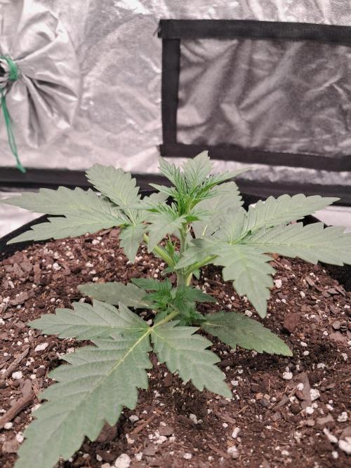 Ethos autoflower spring 26'. Week 3