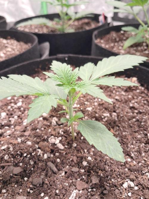 Ethos autoflower spring 26'. Week 3