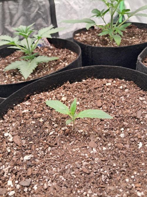 Ethos autoflower spring 26'. Week 3