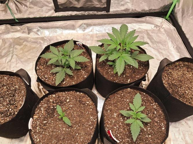 Ethos autoflower spring 26'. Week 3