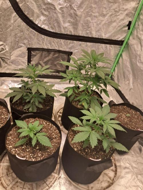 Ethos autoflower spring 26'. Week 4