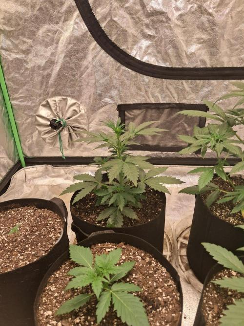 Ethos autoflower spring 26'. Week 4