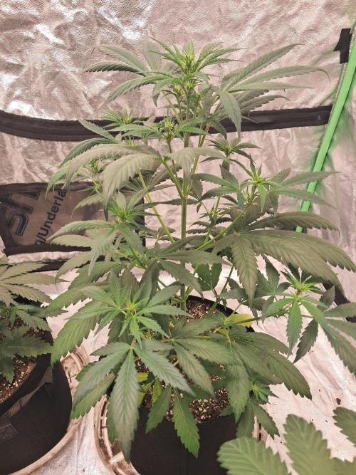 Ethos autoflower spring 26'. Week 5 - Chem/i95 x Banana daddy 
     Starting to flower. Dropping nitrogen 