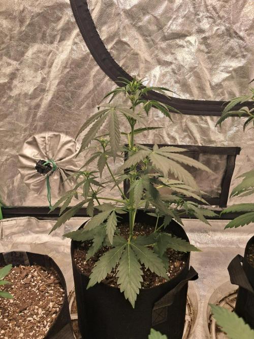 Ethos autoflower spring 26'. Week 5 - Nycd starting to flower. Droppin nitrogen out