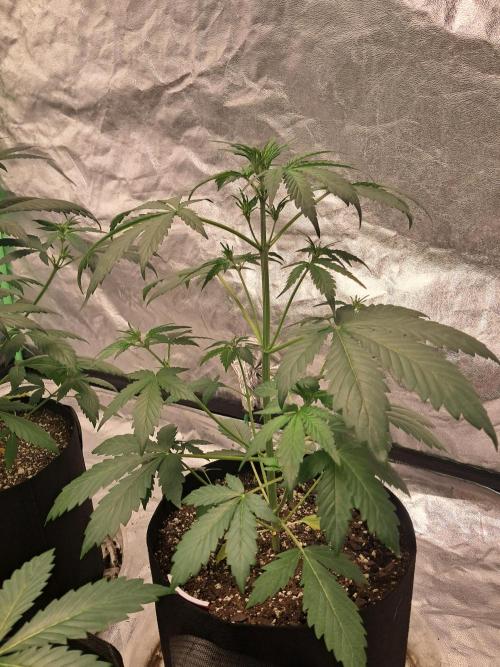 Ethos autoflower spring 26'. Week 5 - Chem/i95 x banana daddy  hasnt shown pistol yet