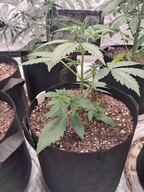 Ethos autoflower spring 26'. Week 5 - Nycd not flowering 
