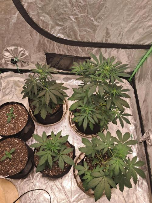 Ethos autoflower spring 26'. Week 5