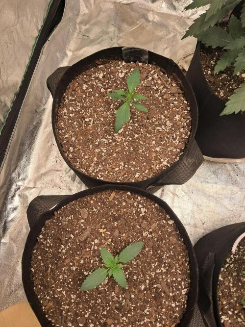Ethos autoflower spring 26'. Week 5 - One super lemon haze auto.   One deliciousa auto  