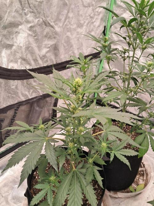 Ethos autoflower spring 26'. Week 6 - Nycd 1