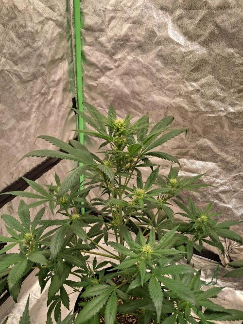 Ethos autoflower spring 26'. Week 6 - Chemi95 x banana daddy 1