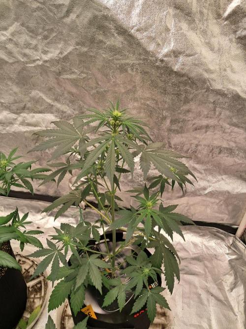 Ethos autoflower spring 26'. Week 6 - ChemI95 x banana daddy2 