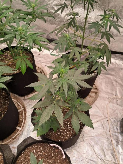 Ethos autoflower spring 26'. Week 6 - Nycd 2