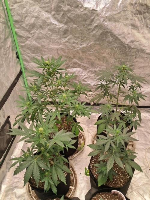 Ethos autoflower spring 26'. Week 6