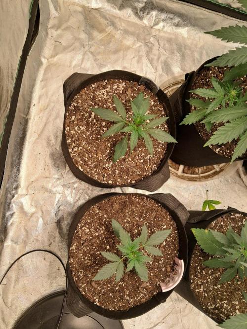 Ethos autoflower spring 26'. Week 6 - Super lemon haze auto
Deliciouso auto. Week 2