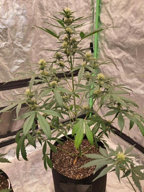Ethos autoflower spring 26'. Week 7 - Chemi95 x banana dad 1 auto