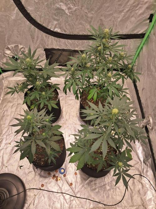 Ethos autoflower spring 26'. Week 7 - All 4 plants    all autoflowers