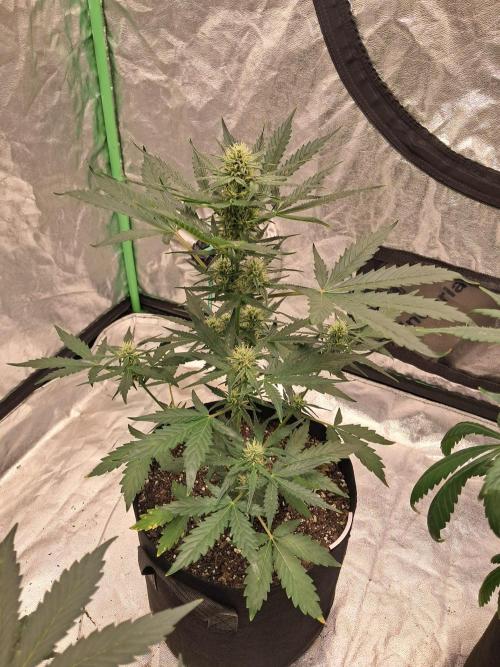 Ethos autoflower spring 26'. Week 7 - Nycd1 auto