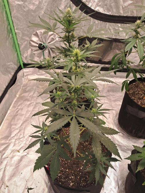 Ethos autoflower spring 26'. Week 7 - Nycd2 auto