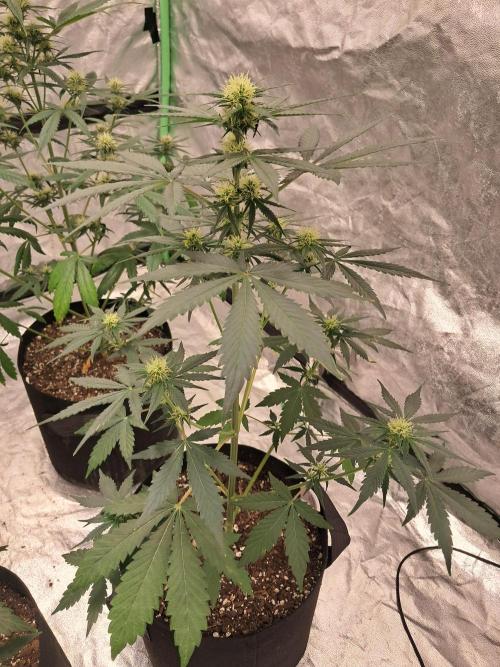 Ethos autoflower spring 26'. Week 7 - Chemi95 x nana daddy 2 auto