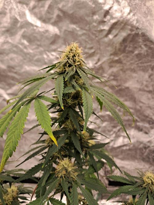 Ethos autoflower spring 26'. Week 9