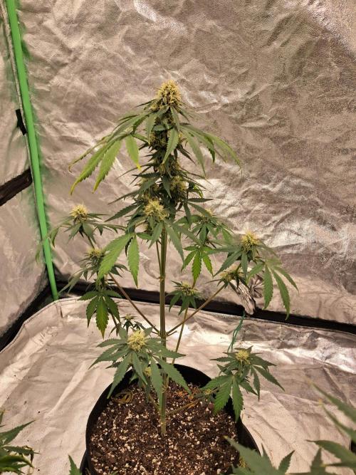 Ethos autoflower spring 26'. Week 9