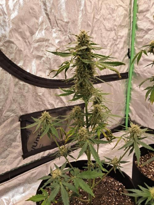 Ethos autoflower spring 26'. Week 9