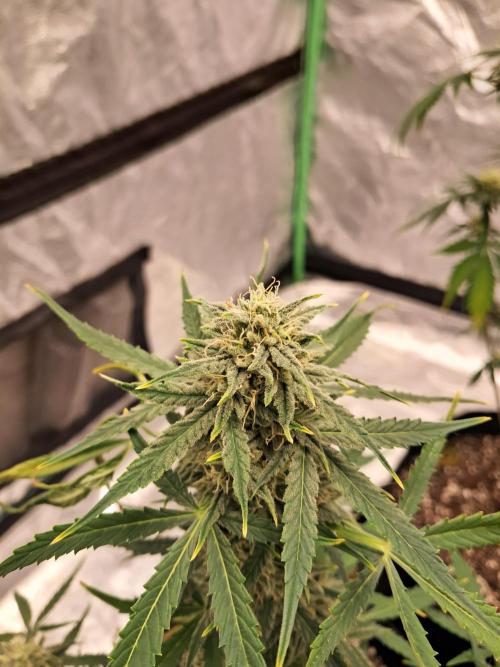 Ethos autoflower spring 26'. Week 9