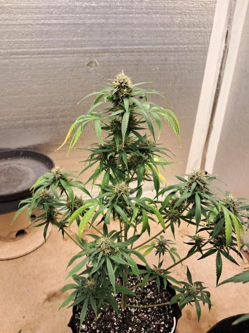 Ethos autoflower spring 26'. Week 9