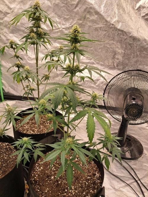 Ethos autoflower spring 26'. Week 9